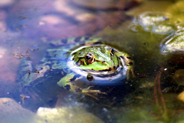 Frosch