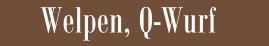 WelpenQbodoni40