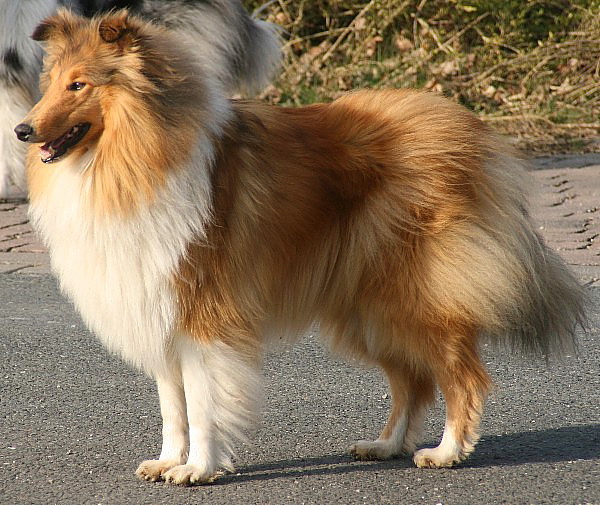 toffischoen